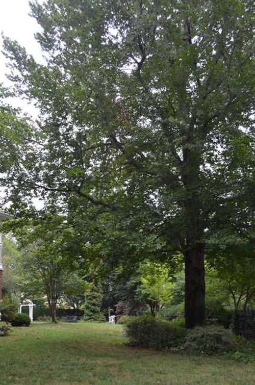 Property photo 98 - Historic Beechwood Circle Mansion